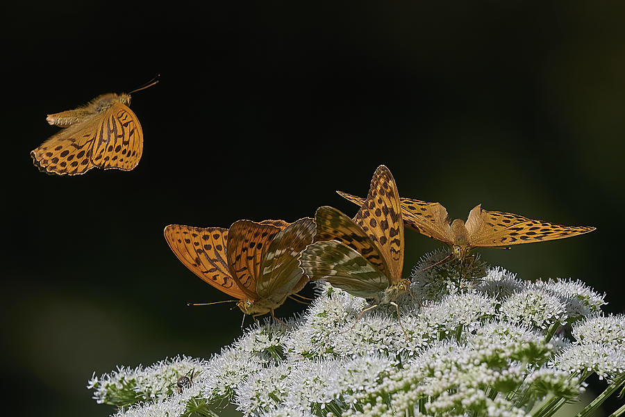 Butterflies Landing Photograph by Patrick Arrigo