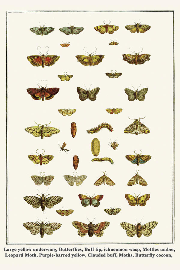 Butterflies, Moths & Wasps Painting by Albertus Seba