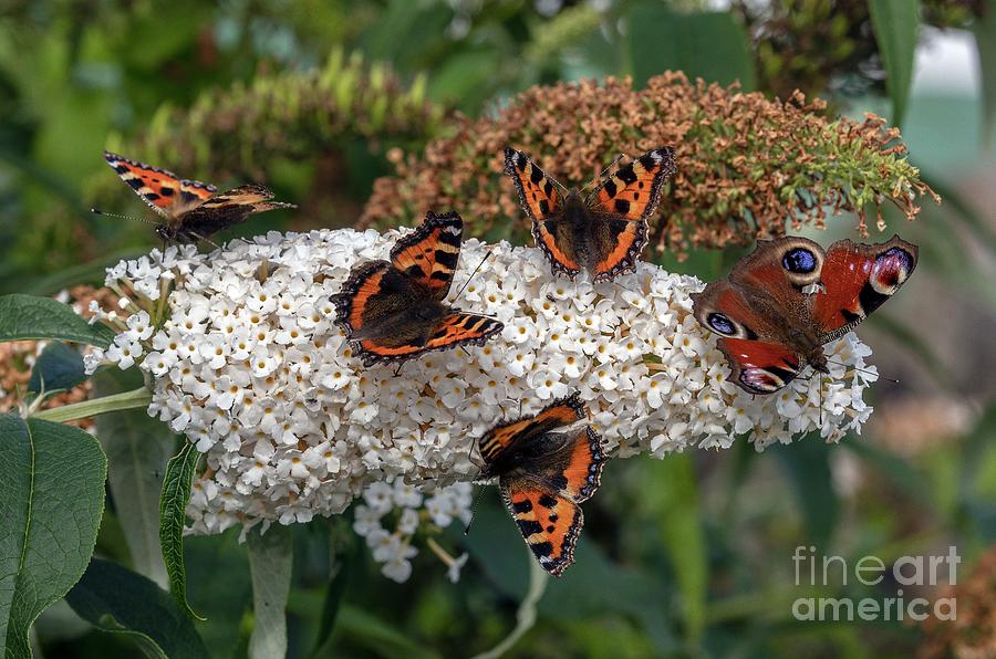 Butterfly Photograph - Butterflies On A Butterfly Bush (buddleia Davidii) by Bob Gibbons/science Photo Library