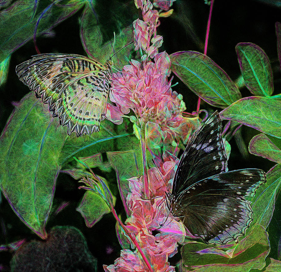 Butterflies on Pink Flowers Photograph by Lowell Monke