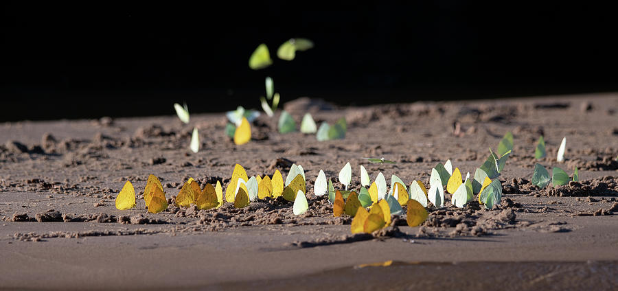 Butterflies on the Sand Photograph by Patrick Nowotny