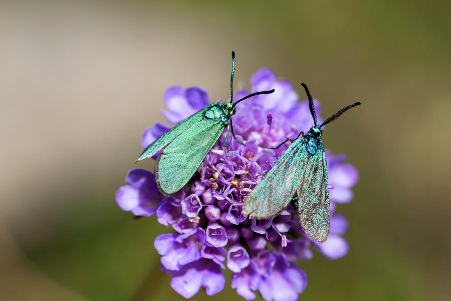 Butterflies, Pair, Adscita Geryon, Alps, France, Europe Photograph by Konrad Wothe