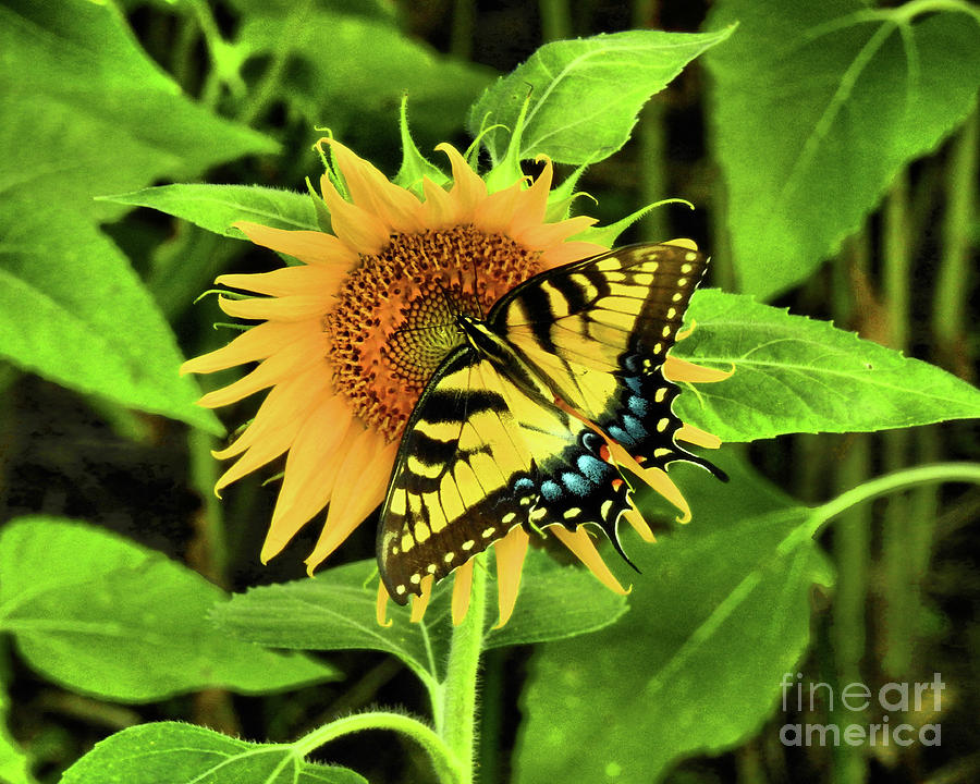 Butterflies Photograph by Scott Cameron