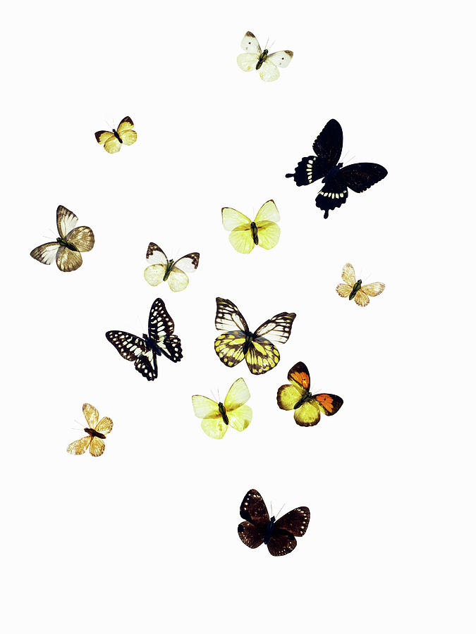 Butterflies Shot On White Photograph by Maren Caruso - Fine Art America