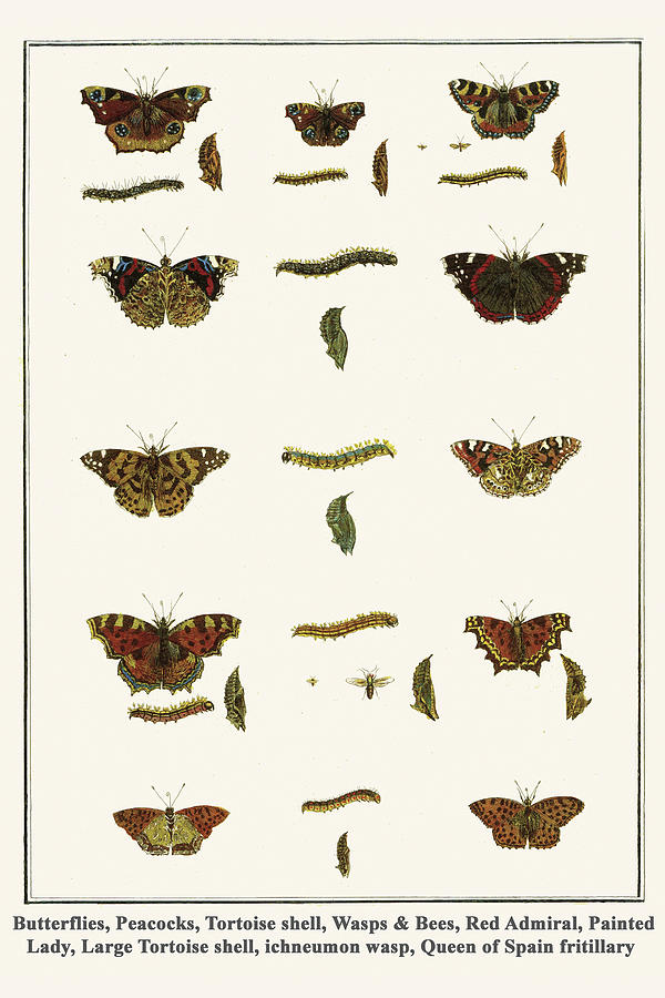 Butterflies,  Wasps & Bees with the Queen of Spain fritillary Painting by Albertus Seba