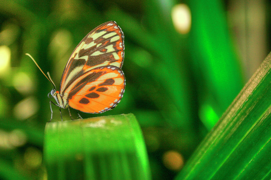 Butterfly Photograph - Butterfly 1 by Robert Goldwitz