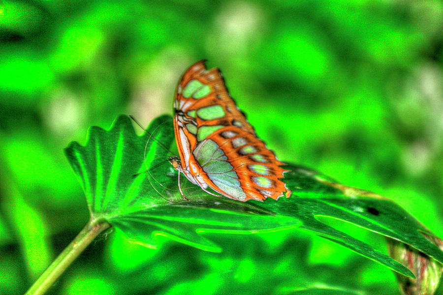 Butterfly Photograph - Butterfly 10 by Robert Goldwitz