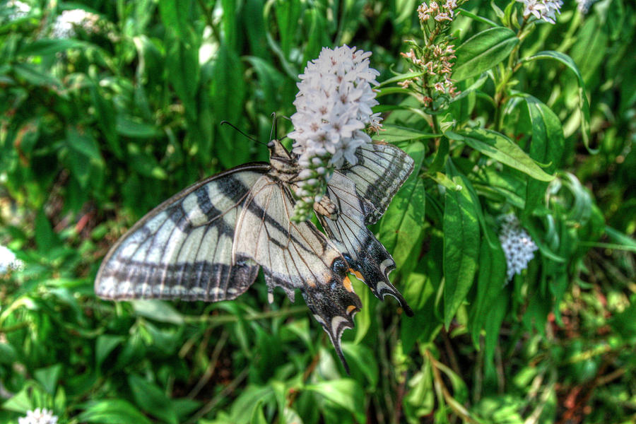 Butterfly Photograph - Butterfly 19 by Robert Goldwitz