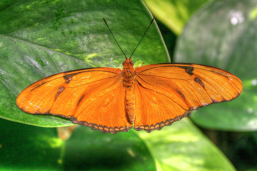 Butterfly Photograph - Butterfly 2 by Robert Goldwitz