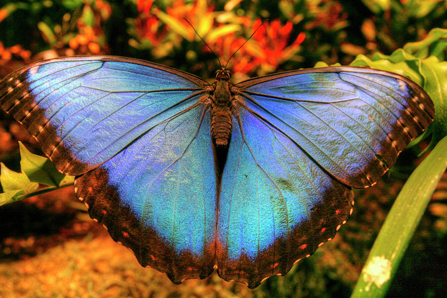 Butterfly Photograph - Butterfly 20 by Robert Goldwitz
