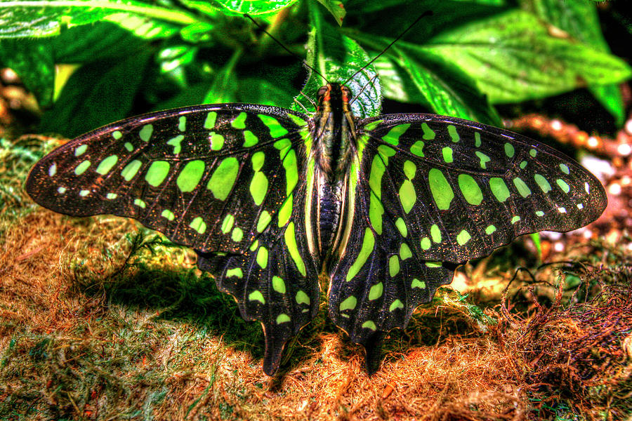 Butterfly Photograph - Butterfly 3 by Robert Goldwitz