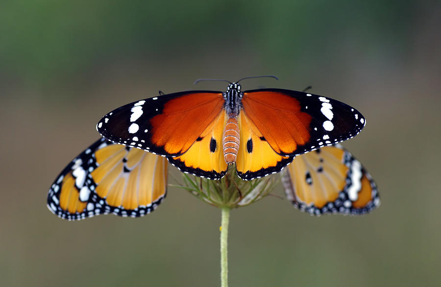 Butterfly 3 Photograph by Savas Sener