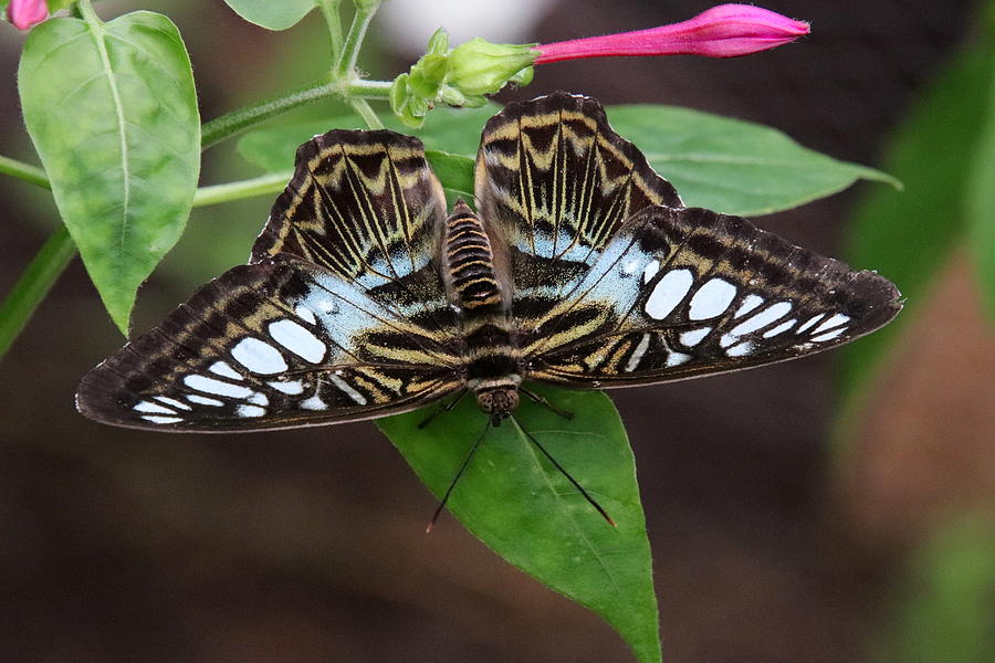 Butterfly 4 Photograph by John Topman