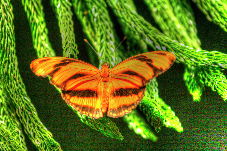 Butterfly Photograph - Butterfly 4 by Robert Goldwitz