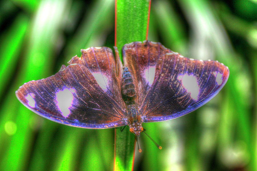 Butterfly Photograph - Butterfly 5 by Robert Goldwitz