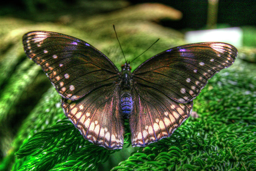 Butterfly Photograph - Butterfly 6 by Robert Goldwitz