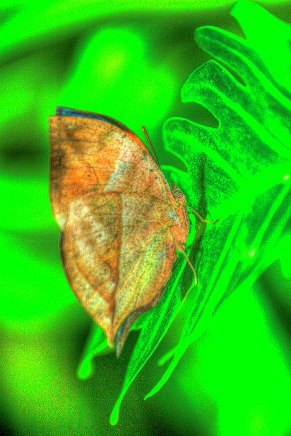 Butterfly Photograph - Butterfly 8 by Robert Goldwitz