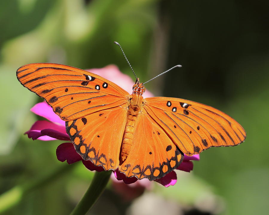 Butterfly 8326 Photograph by John Moyer