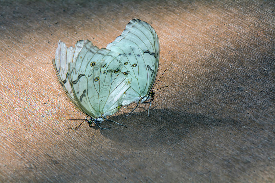 White Morpho Butterfly 8471-042619 Photograph by Tam Ryan