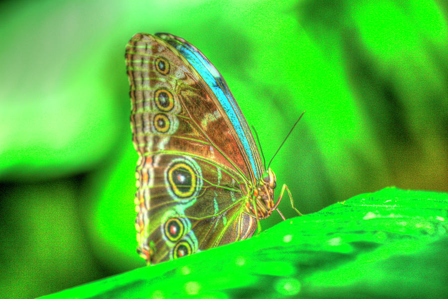 Butterfly Photograph - Butterfly 9 by Robert Goldwitz