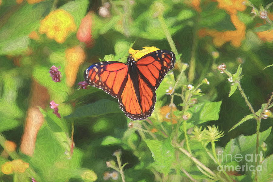 Butterfly Abstract by Karen Silvestri Butterfly Abstract by Karen Silvestri