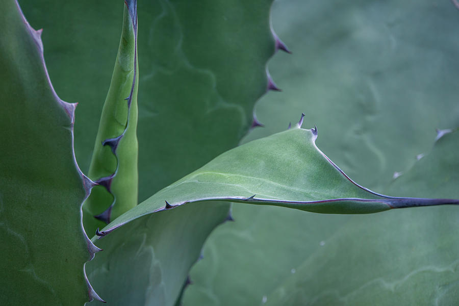 Butterfly Agave Abstract 7 Photograph by Jenny Rainbow