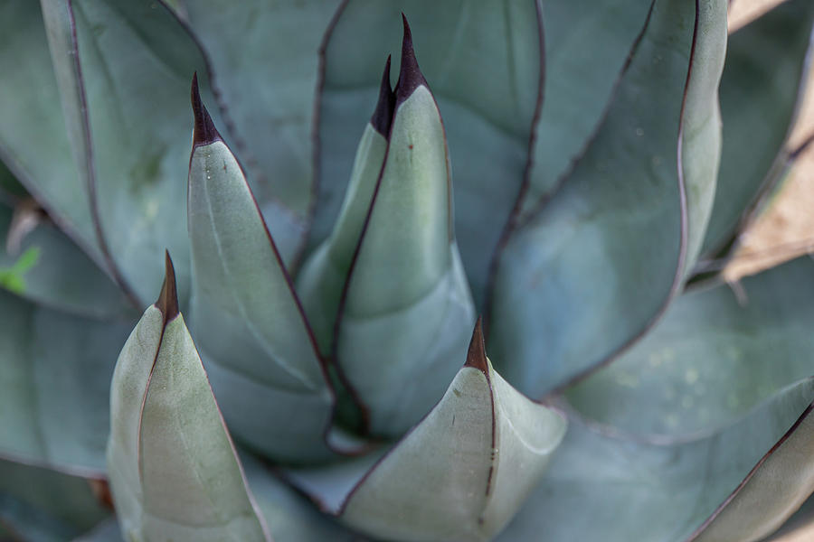 Butterfly Agave Abstract Photograph by Jenny Rainbow