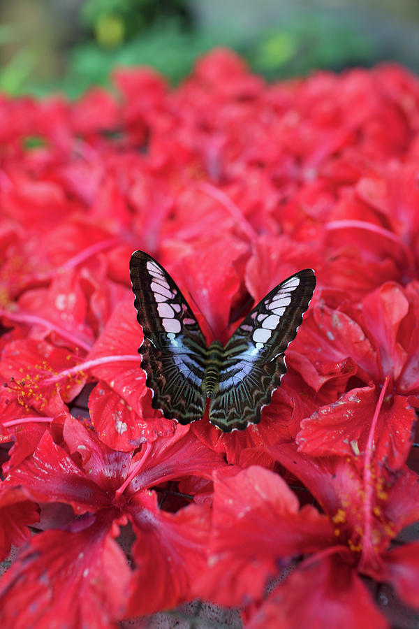 Butterfly Photograph by Aleksandr Morozov