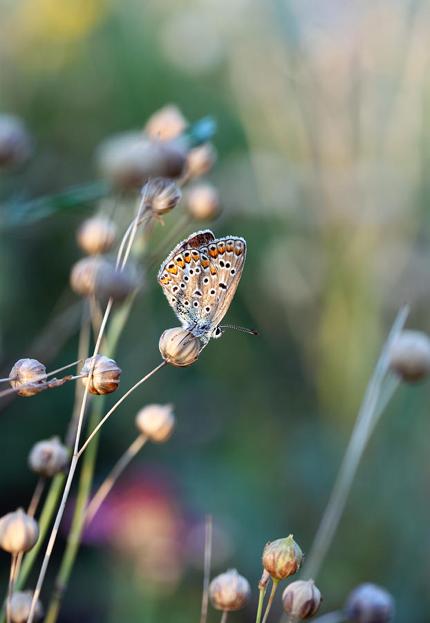 Butterfly Photograph by Alexander Kiyashko
