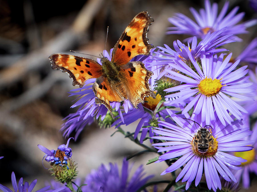 Butterfly and Bee on Asters Photograph by Mary Lee Dereske