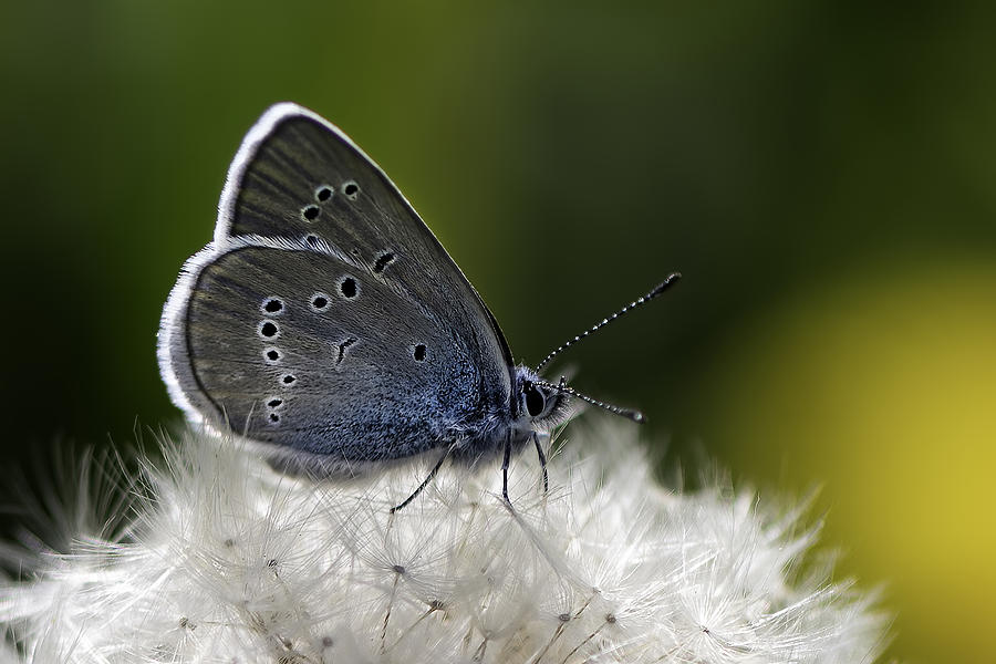 Butterfly And Dandelion Photograph by Patrick Arrigo