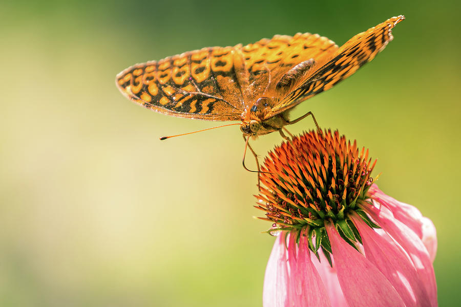 Butterfly and Flower Photograph by Allin Sorenson