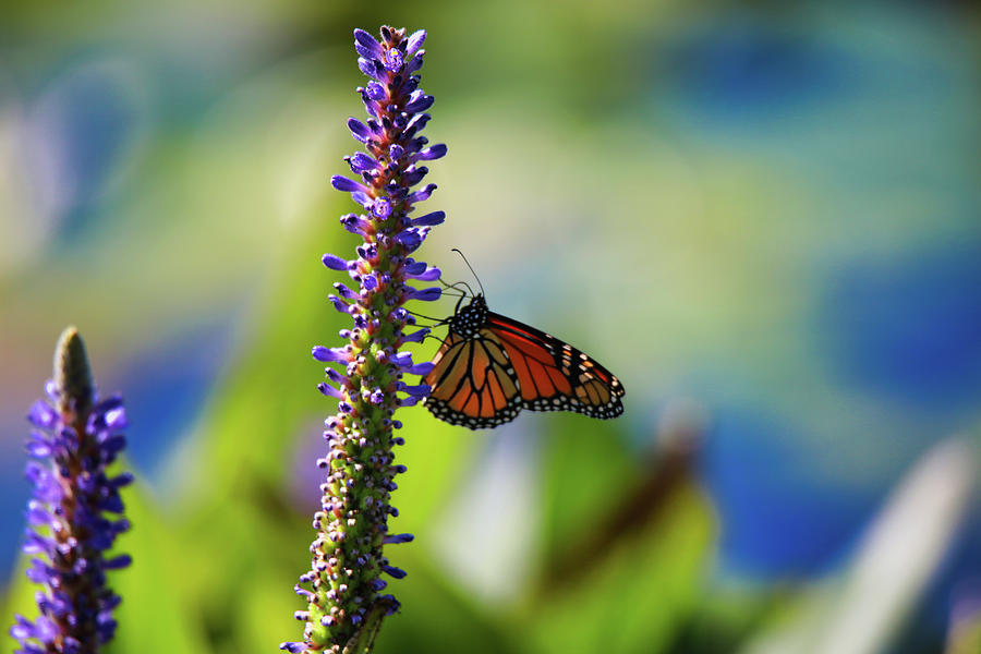Butterfly and Flower Photograph by Scott Burd