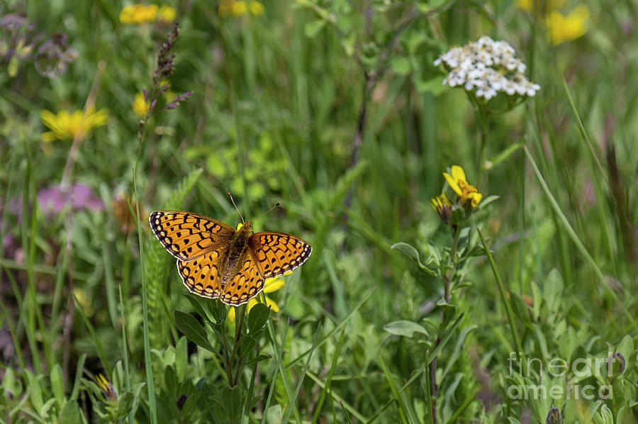 Monarch Butterfly and Flowers by Jaime Miller Monarch Butterfly and Flowers by Jaime Miller