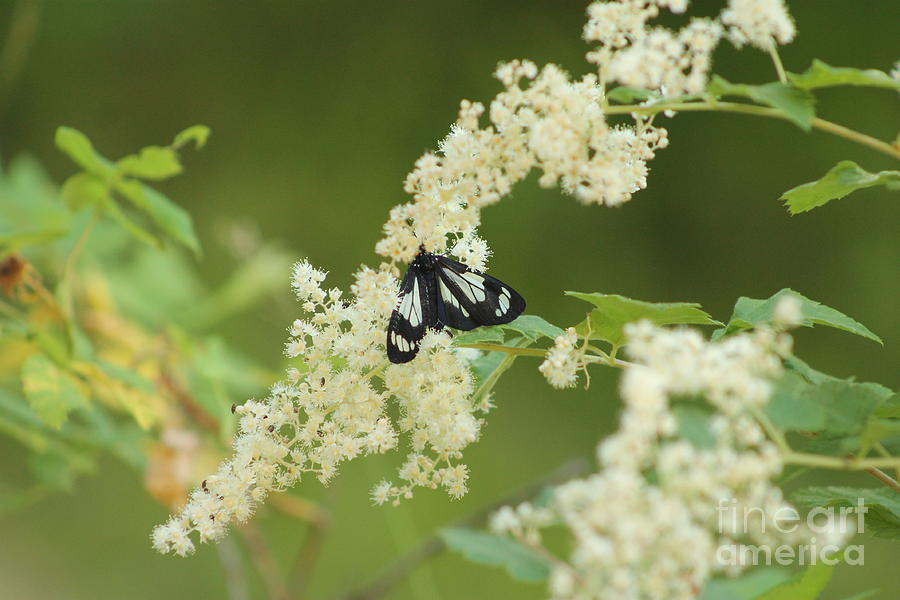 Butterfly and Oceanspray Photograph by Leone Lund - Fine Art America