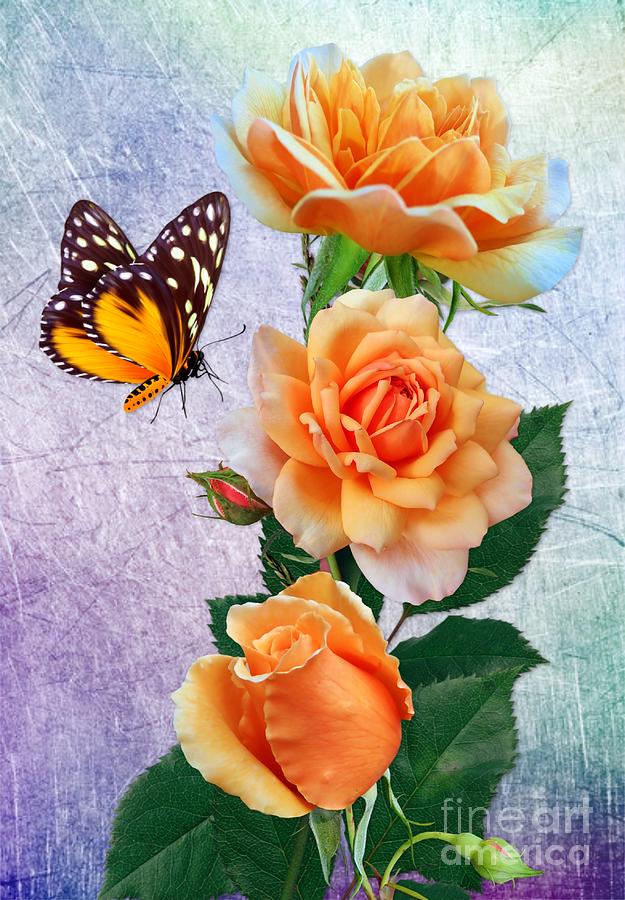 Butterfly and Orange Rosess by Morag Bates Butterfly and Orange Rosess by Morag Bates