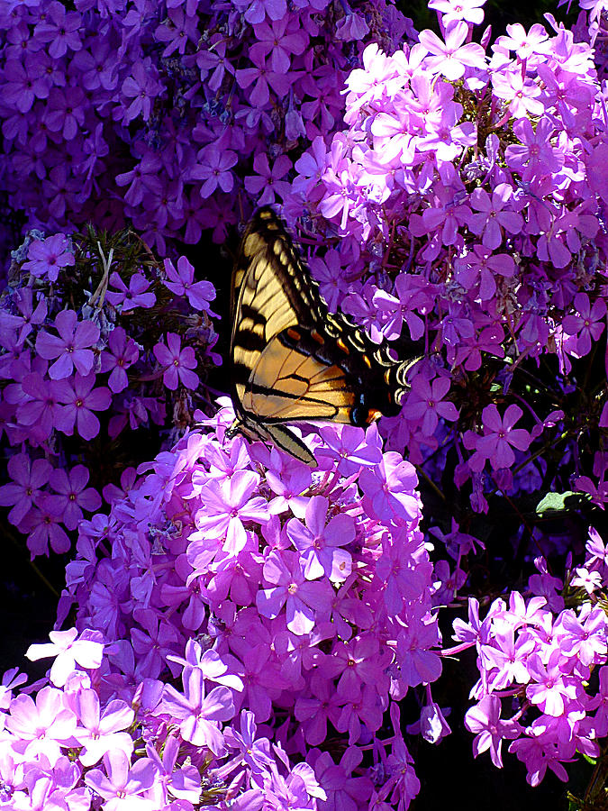 Butterfly and Phlox Photograph by Mike McBrayer