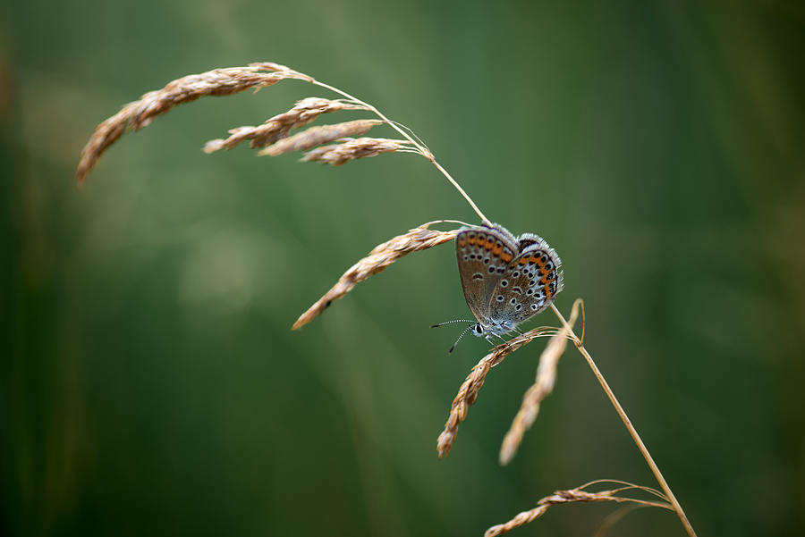 Butterfly Photograph by Andrii Kazun
