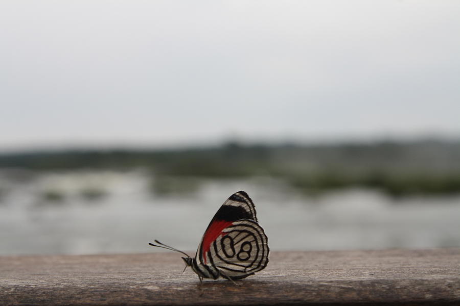 Butterfly At Iguazu Falls Photograph by Svetlana Zhukova