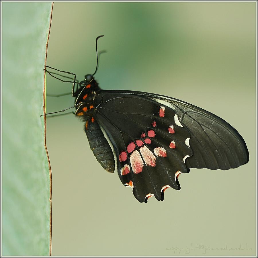Butterfly At Rest Photograph by ©joanne Hamblin
