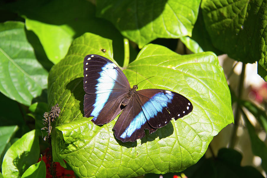 Butterfly - Banded Morpho Photograph by Richard Krebs