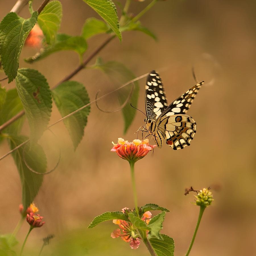 Butterfly Beauty Photograph by Jacinta
