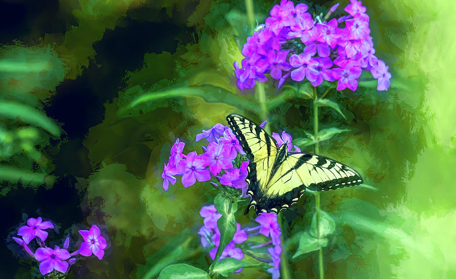 Butterfly Beauty by Marcy Wielfaert Butterfly Beauty by Marcy Wielfaert