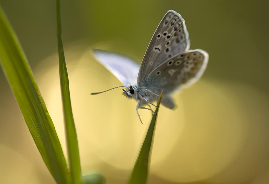 Butterfly Photograph - Butterfly by Bee Thalin