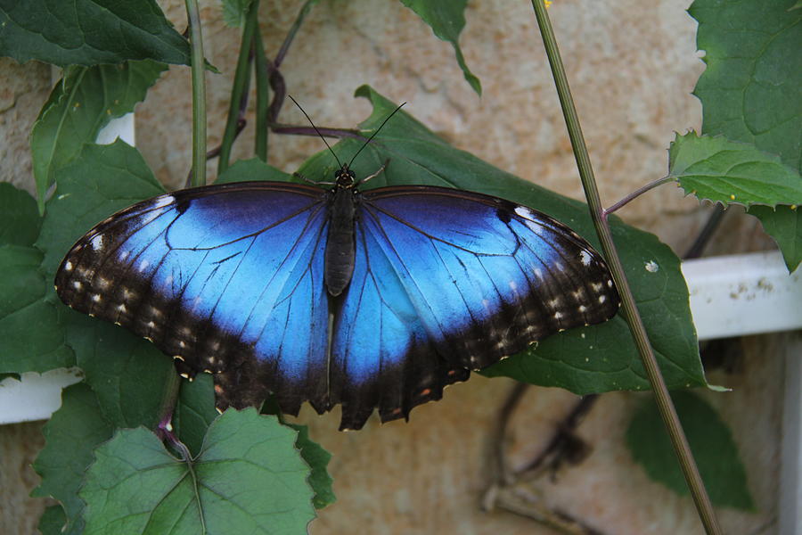 Butterfly - Blue Morpho Photograph by Richard Krebs