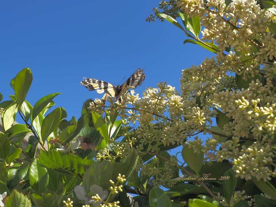 Butterfly Blue Sky Photograph by Richard Thomas