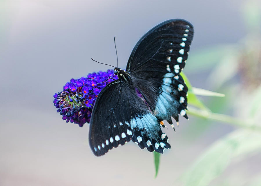 Butterfly Blues Photograph by Jean-Pierre Ducondi