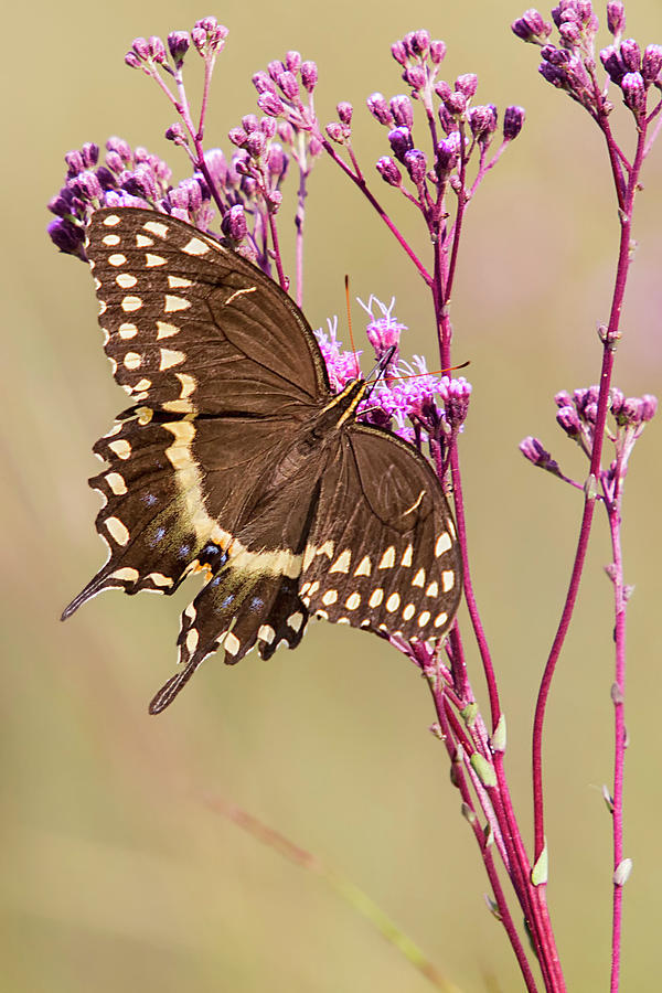 Black Swalowtail Butterfly in the Croatan National Forest Photograph by Bob Decker