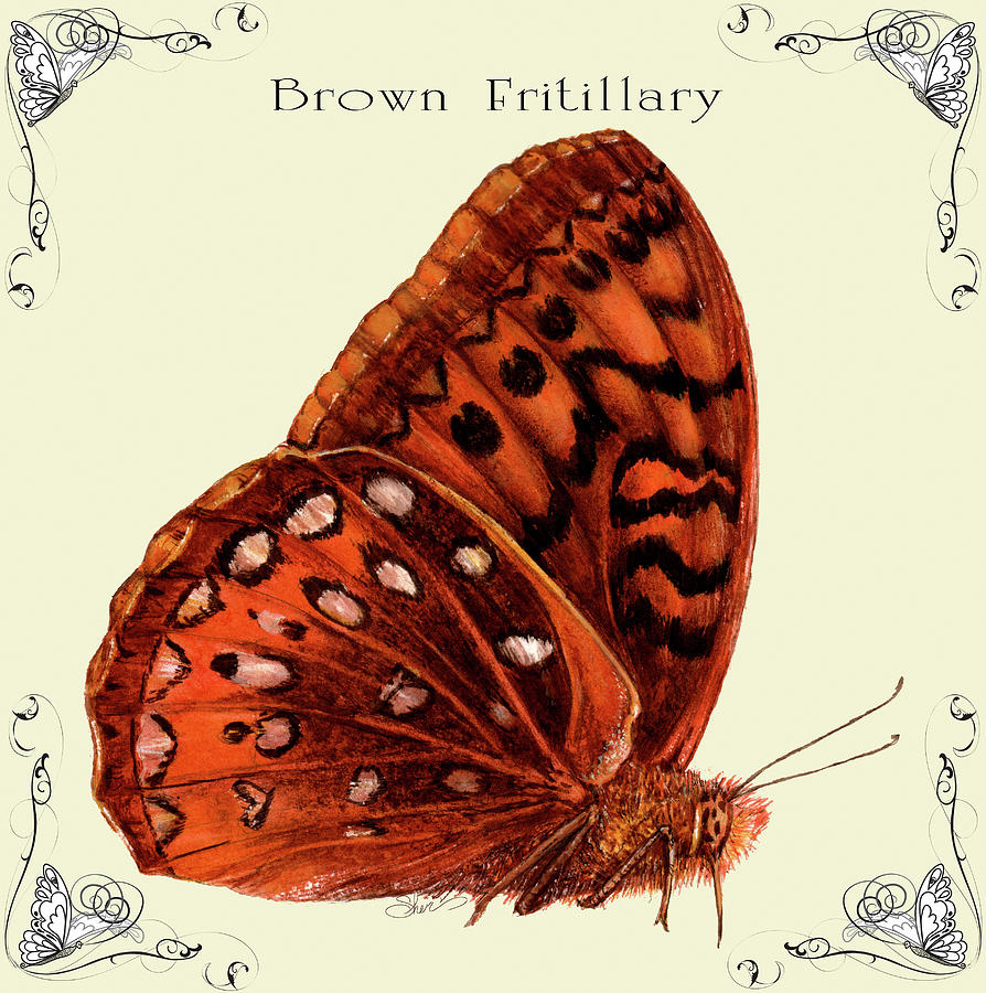 Butterfly Mixed Media - Butterfly Brown Fritillary by Sher Sester