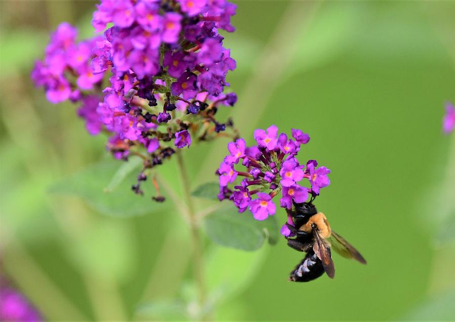 Butterfly Bush And A Bee Photograph By Jo-ann Matthews - Pixels